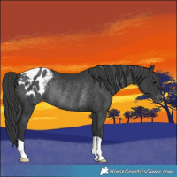 Horse Color:Black Blanket Rabicano 