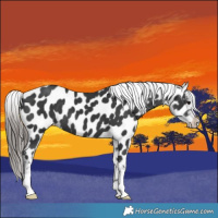 Horse Color:Black Near Leopard 