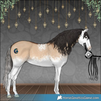 Horse Color:White Spotted Bay Dun Splash 
