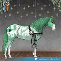Horse Color:Watercolor White Spotted Black Appaloosa 