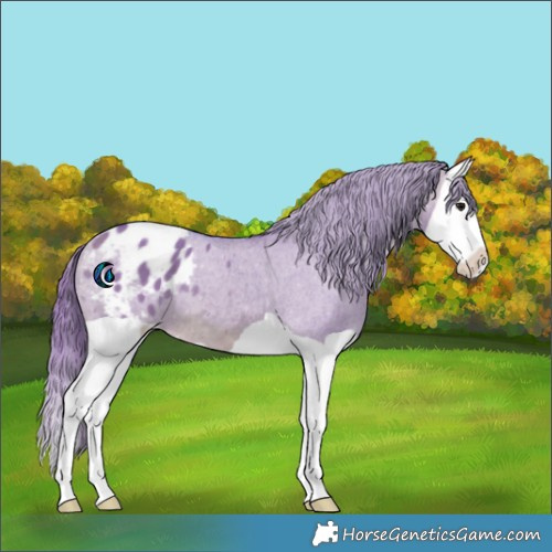 Horse Color:Watercolor Brown Dun Splash Appaloosa 