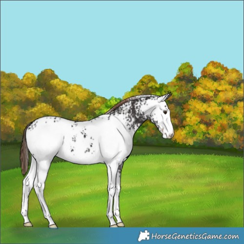 Horse Color:White Spotted Liver Chestnut Appaloosa 