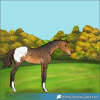 Horse Color:Buckskin Varnish 