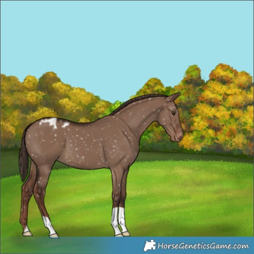 Horse Color:Liver Red Dun Appaloosa 