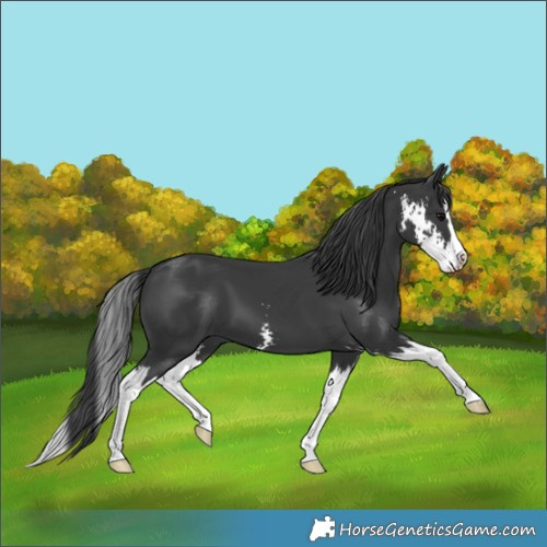 Horse Color:Black Sabino Splash 