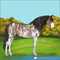 Horse Color:Brown Sabino 