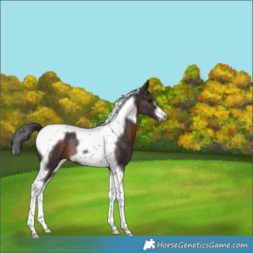 Horse Color:Brown Tobiano Frame Rabicano 
