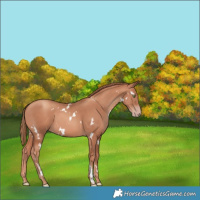 Horse Color:White Spotted Gold Champagne 
