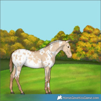 Horse Color:White Spotted Red Dun Appaloosa 