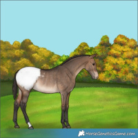 Horse Color:Bay Dun Appaloosa Rabicano 