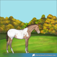 Horse Color:Sable Champagne Appaloosa 