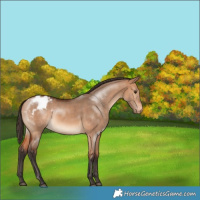 Horse Color:Bay Dun Appaloosa 