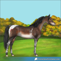 Horse Color:Brown Tobiano 