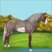 Horse Color:Silver Brown Roan Frame Rabicano