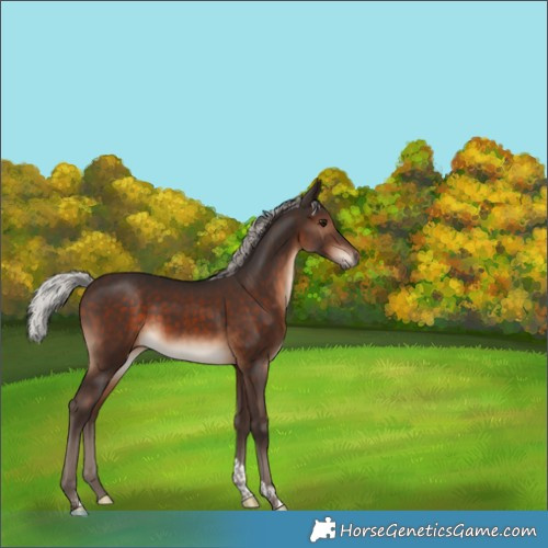 Horse Color:Silver Brown Tobiano Rabicano 