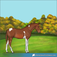 Horse Color:Chestnut Tobiano 