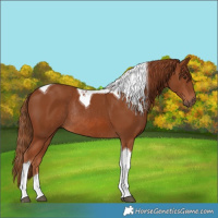 Horse Color:Chestnut Tobiano Rabicano