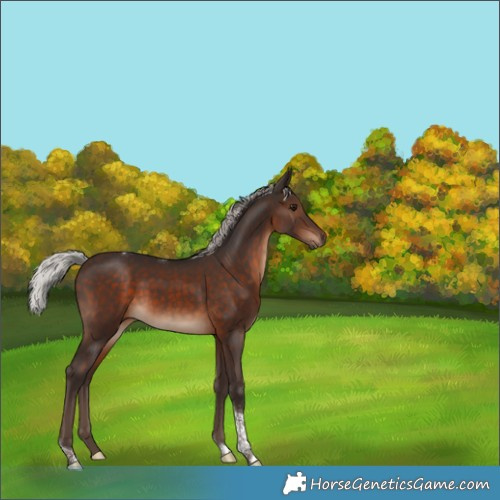 Horse Color:Silver Brown Tobiano Rabicano 