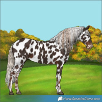 Horse Color:Liver Chestnut Appaloosa 