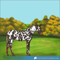 Horse Color:Liver Chestnut Appaloosa 