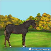 Horse Color:Liver Chestnut 