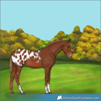 Horse Color:Chestnut Tobiano Blanket 