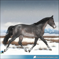 Horse Color:Platinum Brown Sabino Rabicano 