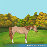 Horse Color:Red Dun 