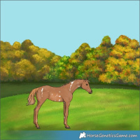 Horse Color:White Spotted Chestnut 