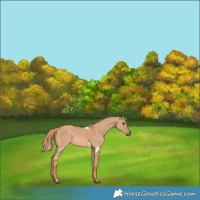 Horse Color:White Spotted Red Dun 