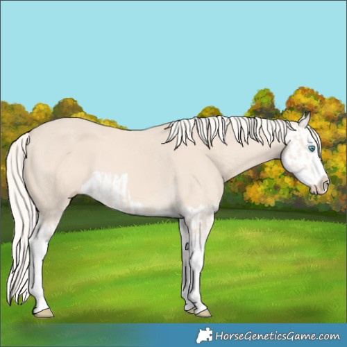 Horse Color:Cremello Splash  and Cremello Splash 