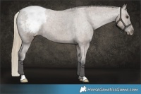 Horse Color:Liver Red Dun Appaloosa Brindle 