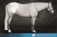 Horse Color:Liver Red Dun Appaloosa Brindle 
