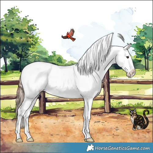 Horse Color:Liver Red Dun Appaloosa Brindle 