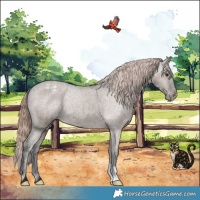 Horse Color:Liver Red Dun Appaloosa Brindle 
