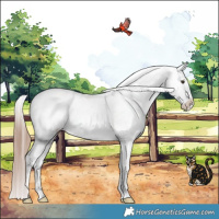 Horse Color:Liver Red Dun Appaloosa Brindle 