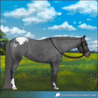 Horse Color:Black Appaloosa