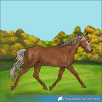 Horse Color:Gray Chestnut 