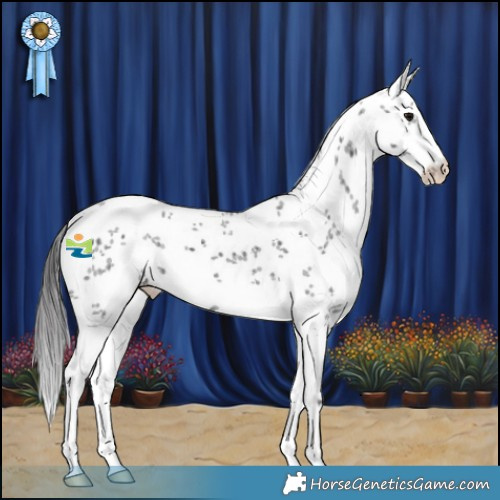 Horse Color:White Spotted Smoky Black Sabino 