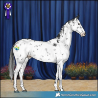 Horse Color:White Spotted Black Sabino 