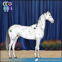 Horse Color:White Spotted Black Sabino