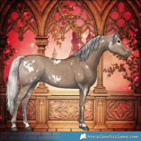 Horse Color:White Spotted Silver Grullo Rabicano