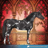 Horse Color:White Spotted Smoky Black Rabicano and White Spotted Smoky Black Rabicano