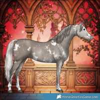 Horse Color:White Spotted Silver Grullo Rabicano