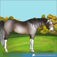 Horse Color:Gray Brown Splash