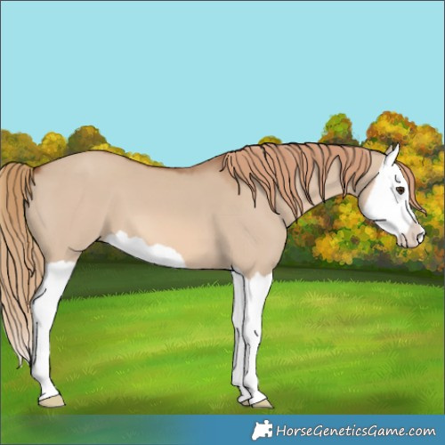 Horse Color:Red Dun Splash 