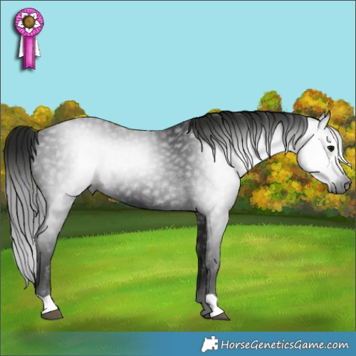 Horse Color:Gray Black
