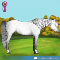 Horse Color:Gray Black 