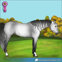 Horse Color:Gray Black