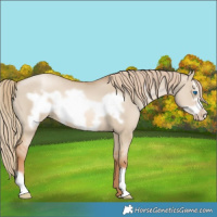 Horse Color:Red Dun Pearl Frame 